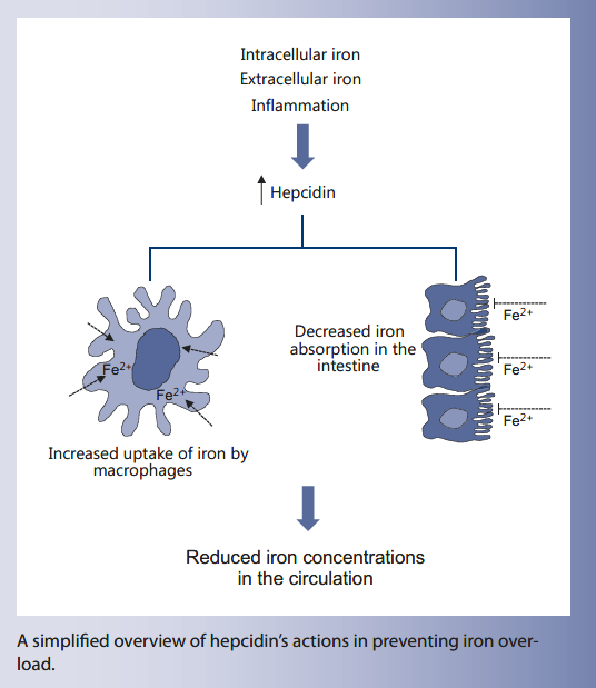 Clinical Implications Of New Insights Into Hepcidin-Mediated Regulation ...